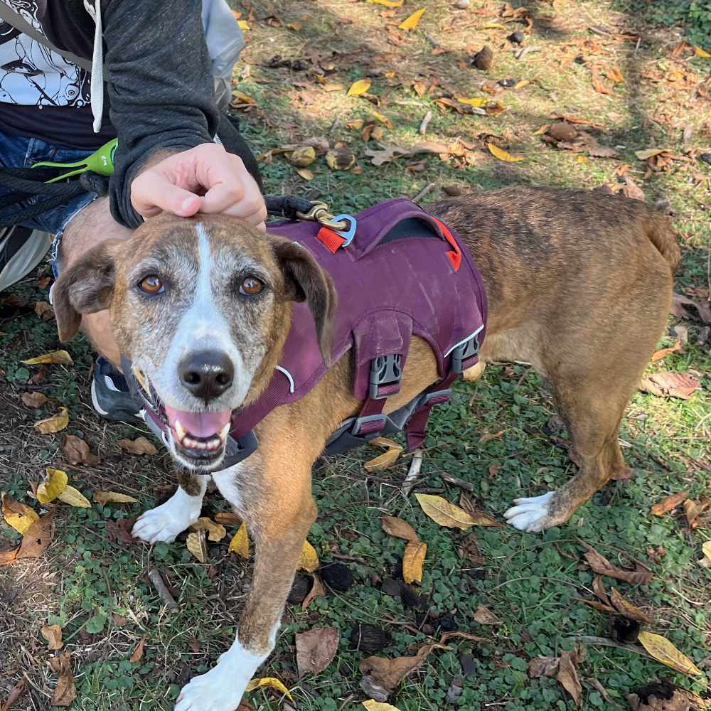 Juno in the great outdoors getting some pets